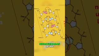 LA ESTRUCTURA CLAVE DEL ADN [upl. by Ilac]