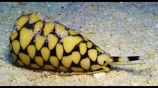 Cone Snails  One of the most dangerous animals on Earth The Cone Snail [upl. by Munt778]