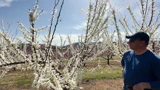 Dickie Bros Orchard Spring Has Sprung [upl. by Clarise]