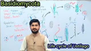 86 Basidiomycota  Life cycle of ustilago Loose smut of Wheat  Fsc biology class 11 [upl. by Talley]