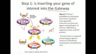 Gateway cloning system [upl. by Alan943]