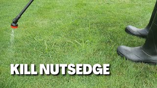 How To Kill Nutsedge in Cool Season Lawns [upl. by Agosto600]