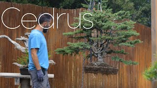 Massive Cedrus atlantica  Big Change  Arkefthos Bonsai [upl. by Teemus]