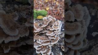 Trametes versicolor Transylvania [upl. by Ronen]