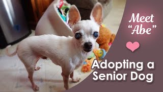 Adopted Senior Chihuahuas First Day Home Socializing With The Other Dogs [upl. by Yngiram]