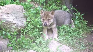 Adorable Wolf Pup Encounters a Fly [upl. by Nahbois]