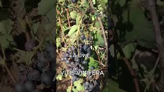 VITIS VINIFERA AKA UVA [upl. by Inol]