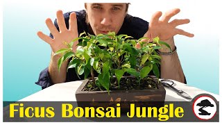 Pruning my Ficus Benjamina Bonsai Forest [upl. by Joao]