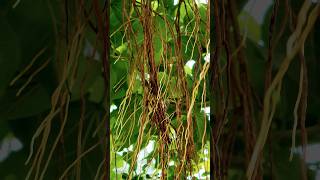 Amazing Banyan Tree Natures Marvel with Aerial Roots [upl. by Elconin]