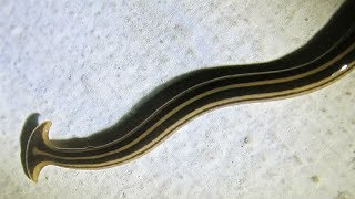 ⟹ Nematode worm Hammerhead worm what is this thing I think its a Bipalium [upl. by Nylarac]