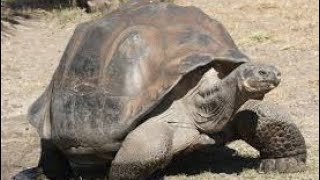 Natures Slow Burn Two Tortoises Get Busy [upl. by Eiraminot876]