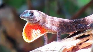 Brown Anole Lizard PushUp and Dewlap Display [upl. by Asiela]