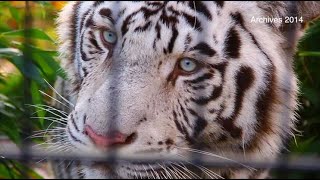 Shilanghi le tigre blanc du zoo de Maubeuge est mort [upl. by Borgeson]