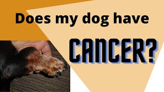 Is My Dogs Lump CANCER [upl. by Rheims674]