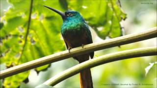 Copperychested Jacamar Call [upl. by Rotciv]