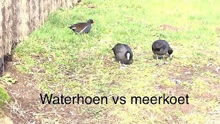 waterhoen vs meerkoet [upl. by Joletta675]