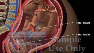 Umbilical Cord Compression  Maternal Fetal Circulation Medical 3D Animation [upl. by Lamont222]