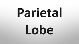 How to Pronounce Parietal Lobe Correctly [upl. by Sindee]