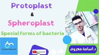 شرح ميكروبيولوجي 6 protoplast and spheroplast  د أسامة معروف [upl. by Ennove285]