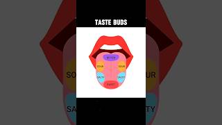 TASTE BUDS tastebudstastereceptorcells  EXPLAIN TASTE BUDS shortsviraltrending [upl. by Eadith]