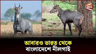 প্রাণিটির অবাধ বিচরণ নিশ্চিতে কাজ করছে বন বিভাগ  Nilgai  Dinajpur  Channel 24 [upl. by Attener]