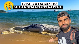 LAMENTÁVEL Baleia Gigante Encontrada Mort4 em Búzios RJ 😱🐋 [upl. by Jonas297]