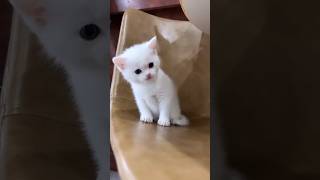 Kitten Sound To Attract Cats cat shorts trending viral [upl. by Prem174]