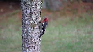 Sapsucker feeding on the sap [upl. by Zandt]