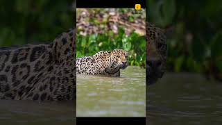 Leopardos são excelentes nadadores curiosidades youtube conhecimentos [upl. by Irot]