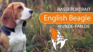 ► English Beagle 2018 Rasse Aussehen amp Charakter [upl. by Goodhen]