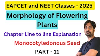 Monocotyledonous Seed  Morphology of Flowering Plants Line by line Explanation  Part 11 [upl. by Aicirtan656]