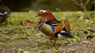 Mandarin Duck Aix galericulata ♂  Mandarinente Erpel [upl. by Danila]