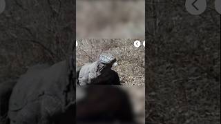 Komodo Dragon Largest Lizard in the World [upl. by Grantland594]