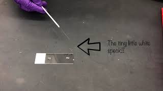 Catalase Assay [upl. by Sparrow]