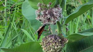 BEAUTIFUL MONARCH BUTTERFLY AND BUMBLEBEES ON PURPLE MILKWEED [upl. by Eecats]