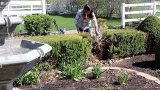 Planting Ginger Reseeding Patchy Grass and Fixing a Boxwood Hedge 🌿☀️ [upl. by Polad]