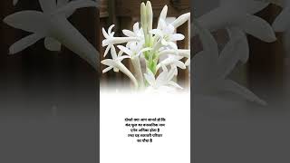 tuberose Flower botanical name shorts agriculture knowledge facts [upl. by Anipsed]