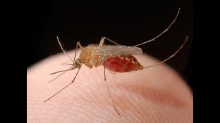 Mosquitoes and Mosquito BorneDiseases [upl. by Suiravat]