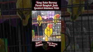 Harga Burung Lovebird Super Sangat Murah Sekali [upl. by Wilterdink]