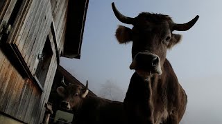 Votation en Suisse  pour ou contre les vaches à cornes [upl. by Bergquist781]