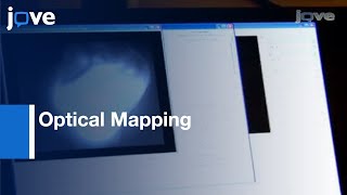 Optical Mapping LangendorffPerfused Rat Hearts l Protocol Preview [upl. by Aisylla842]