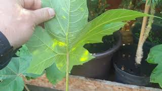 Tetrapanax papyrifer ‘Steroidal Giant’ aralia papírodárná [upl. by Lattimer504]