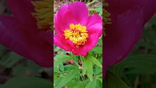 ¿Conocéis la peonía 🌸 Preciosas rosas de Alejandría 🌸 Jardín de primavera 🌸 Flor de Día de la madre [upl. by Berkly]