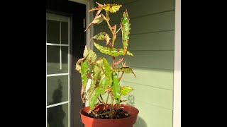 Begonia Amphioxus Propagating [upl. by Sianna]