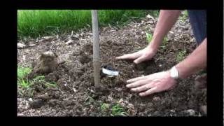 How to Plant Bare Root Grapes StepbyStep Guide for Successful Grape Growing [upl. by Colley]