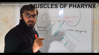 MUSCLES OF PHARYNX  ANATOMY [upl. by Bearnard]