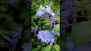 Plumbago auriculata jazmín azul  Las plantas de Teresa [upl. by Ardried]