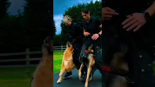 k9 dog dogtraining trending  tactical [upl. by Vastha]