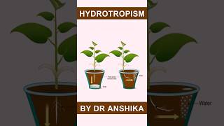 Hydrotropism Explained  How Plants Respond to Water  Plant Tropic Movements [upl. by Cornel]