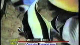 moorish idol [upl. by Gittle]